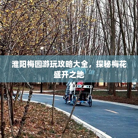 淮陽梅園游玩攻略大全，探秘梅花盛開之地