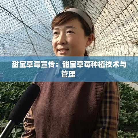 甜寶草莓宣傳：甜寶草莓種植技術(shù)與管理 