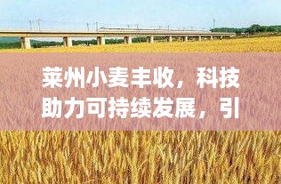 萊州小麥豐收，科技助力可持續(xù)發(fā)展，引領(lǐng)行業(yè)新篇章
