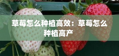 草莓怎么種植高效：草莓怎么種植高產(chǎn) 