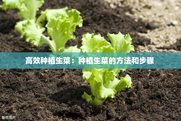 高效種植生菜：種植生菜的方法和步驟 