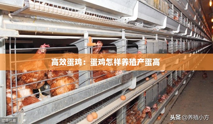 高效蛋雞：蛋雞怎樣養(yǎng)殖產(chǎn)蛋高 