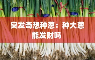 突發(fā)奇想種蔥：種大蔥能發(fā)財(cái)嗎 