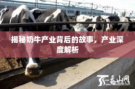 揭秘奶牛產(chǎn)業(yè)背后的故事，產(chǎn)業(yè)深度解析