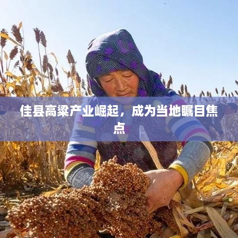 佳縣高粱產(chǎn)業(yè)崛起，成為當(dāng)?shù)夭毮拷裹c(diǎn)