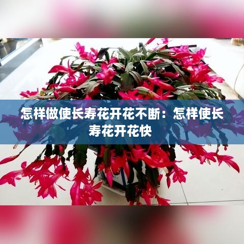怎樣做使長壽花開花不斷：怎樣使長壽花開花快 