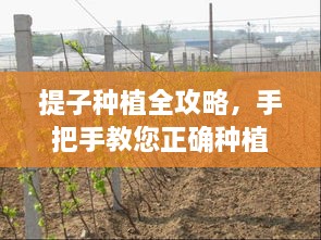 提子種植全攻略，手把手教您正確種植提子！