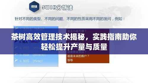 茶樹高效管理技術(shù)揭秘，實踐指南助你輕松提升產(chǎn)量與質(zhì)量