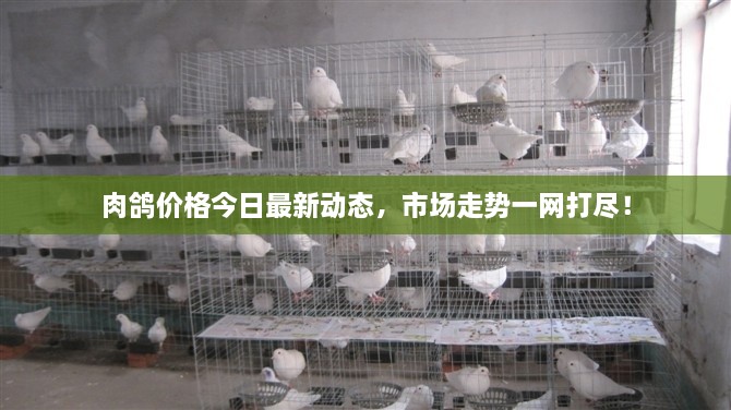 肉鴿價(jià)格今日最新動(dòng)態(tài)，市場(chǎng)走勢(shì)一網(wǎng)打盡！