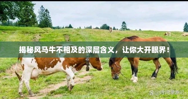 揭秘風(fēng)馬牛不相及的深層含義，讓你大開眼界！