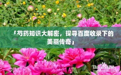 「芍藥知識(shí)大解密，探尋百度收錄下的美麗傳奇」
