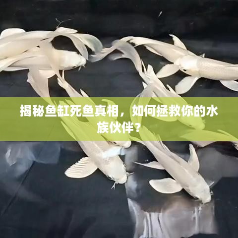 揭秘魚缸死魚真相，如何拯救你的水族伙伴？
