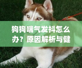 狗狗喘氣發(fā)抖怎么辦？原因解析與健康關(guān)懷指南