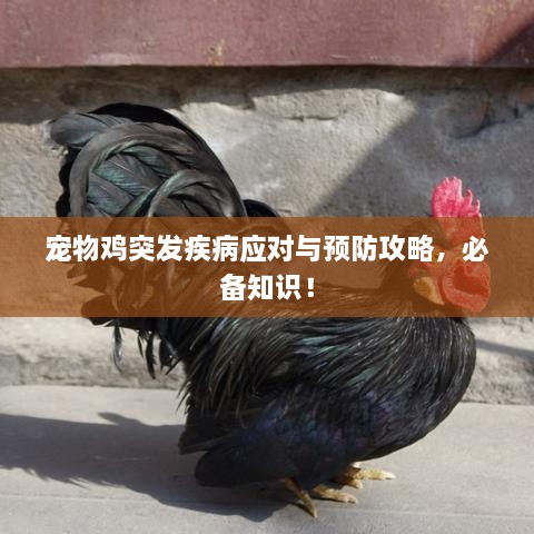 寵物雞突發(fā)疾病應(yīng)對與預(yù)防攻略，必備知識！