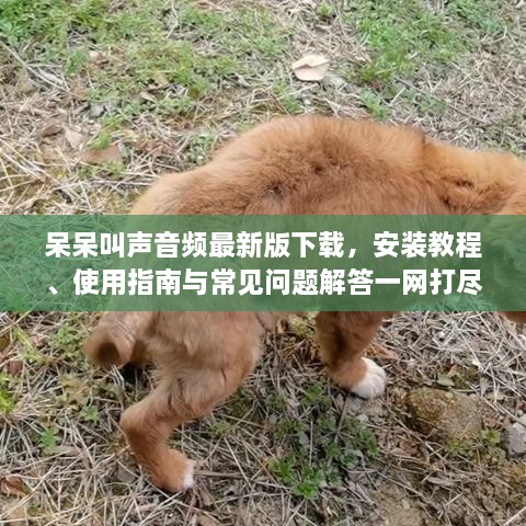 呆呆叫聲音頻最新版下載，安裝教程、使用指南與常見問題解答一網(wǎng)打盡