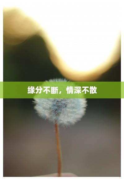 緣分不斷，情深不散