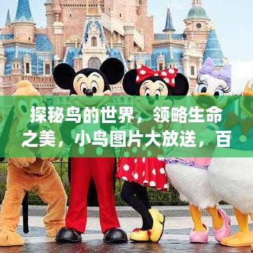 探秘鳥的世界，領(lǐng)略生命之美，小鳥圖片大放送，百度一搜即得