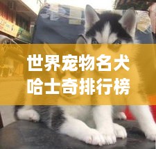 世界寵物名犬哈士奇排行榜揭秘，探尋哈士奇魅力之巔