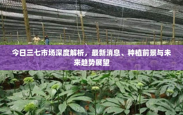 今日三七市場深度解析，最新消息、種植前景與未來趨勢展望