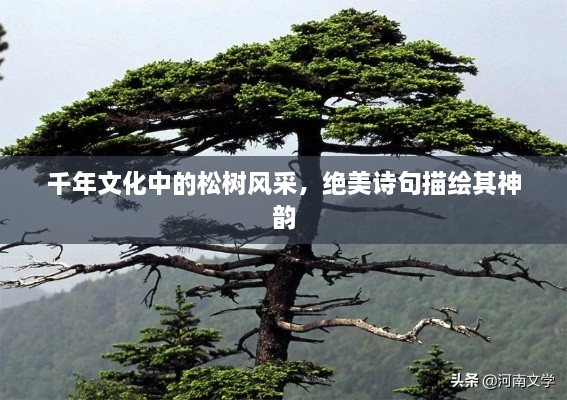 千年文化中的松樹風(fēng)采，絕美詩句描繪其神韻