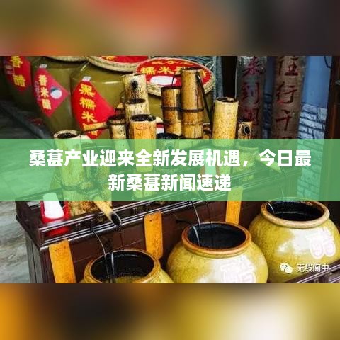 桑葚產(chǎn)業(yè)迎來全新發(fā)展機(jī)遇，今日最新桑葚新聞速遞