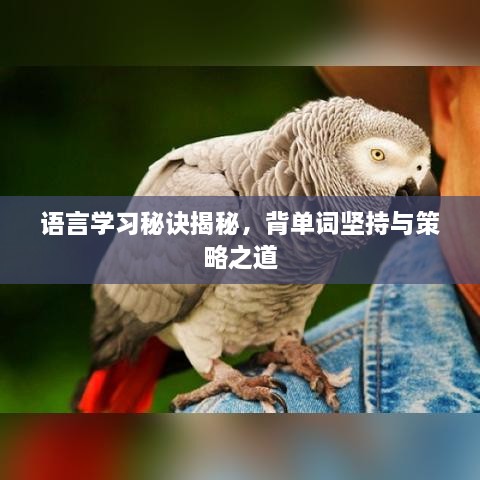 語言學(xué)習(xí)秘訣揭秘，背單詞堅持與策略之道