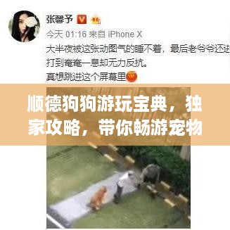 順德狗狗游玩寶典，獨家攻略，帶你暢游寵物友好之地！