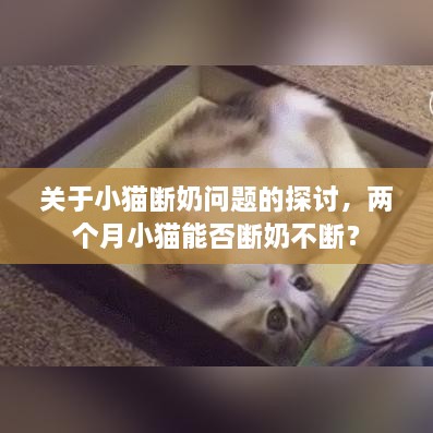關(guān)于小貓斷奶問題的探討，兩個月小貓能否斷奶不斷？