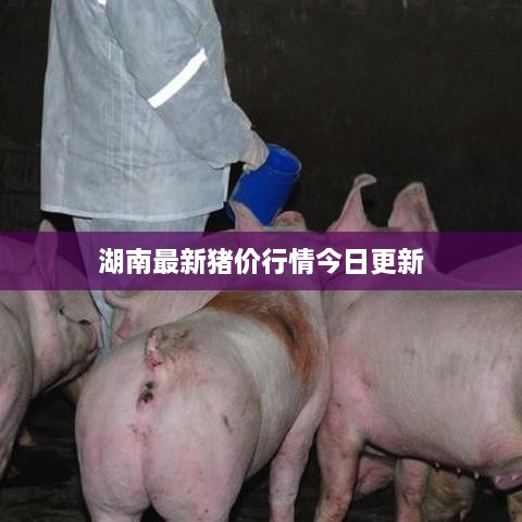 湖南最新豬價(jià)行情今日更新
