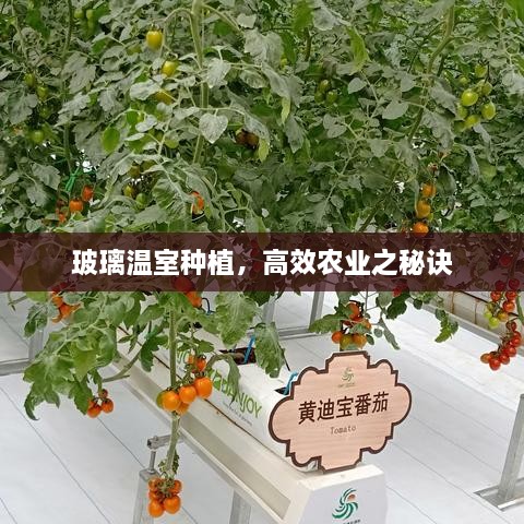玻璃溫室種植，高效農(nóng)業(yè)之秘訣