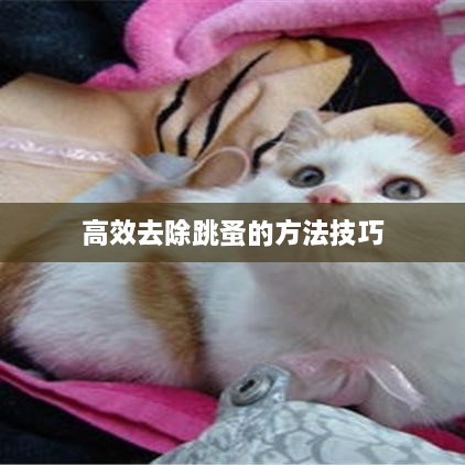 高效去除跳蚤的方法技巧