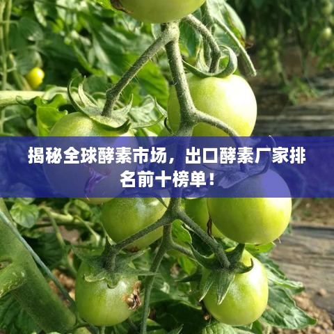 揭秘全球酵素市場(chǎng)，出口酵素廠家排名前十榜單！