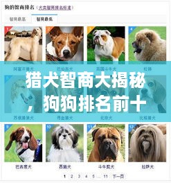 獵犬智商大揭秘，狗狗排名前十榜單！