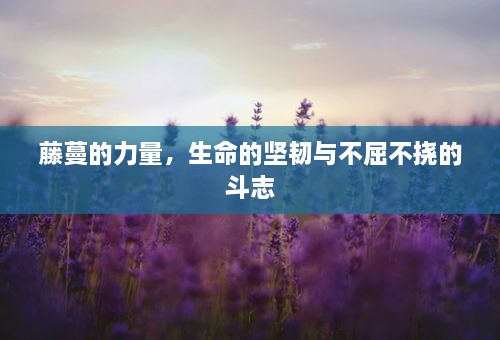藤蔓的力量，生命的堅(jiān)韌與不屈不撓的斗志