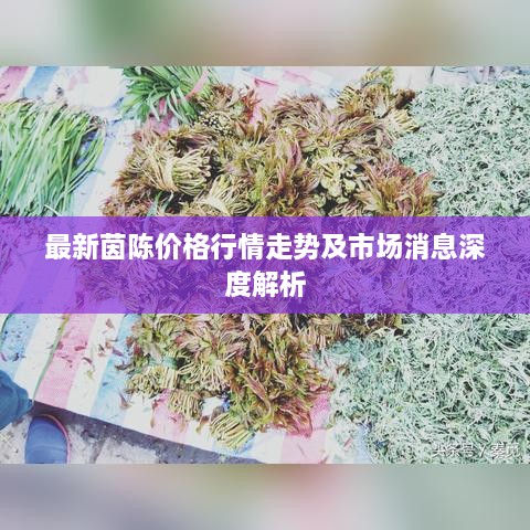 最新茵陳價(jià)格行情走勢(shì)及市場(chǎng)消息深度解析