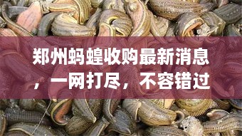 鄭州螞蝗收購(gòu)最新消息，一網(wǎng)打盡，不容錯(cuò)過！