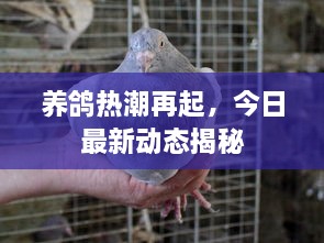 養(yǎng)鴿熱潮再起，今日最新動(dòng)態(tài)揭秘