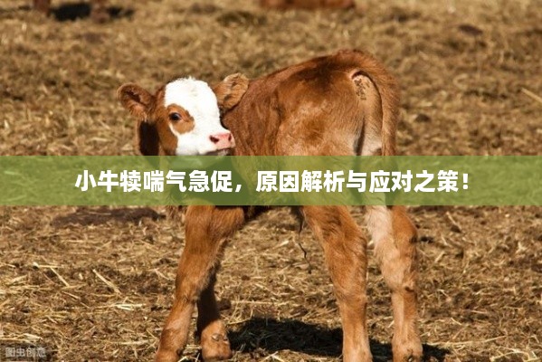 小牛犢喘氣急促，原因解析與應(yīng)對之策！