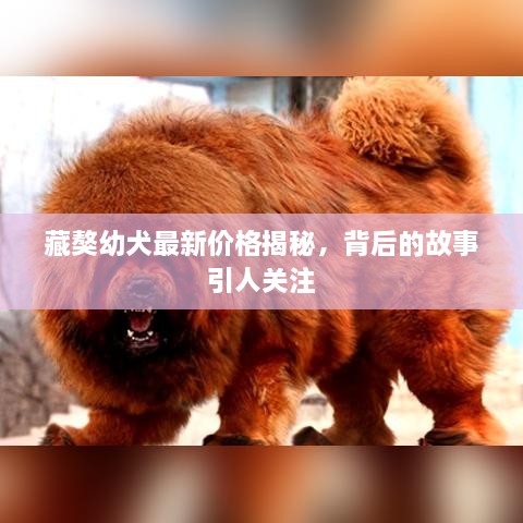 藏獒幼犬最新價格揭秘，背后的故事引人關(guān)注