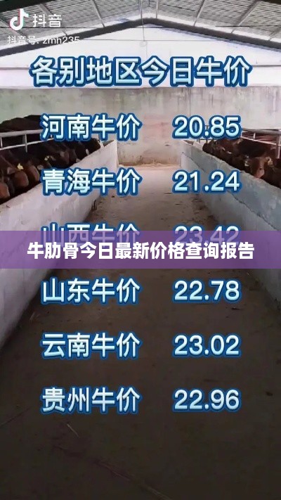 牛肋骨今日最新價格查詢報告