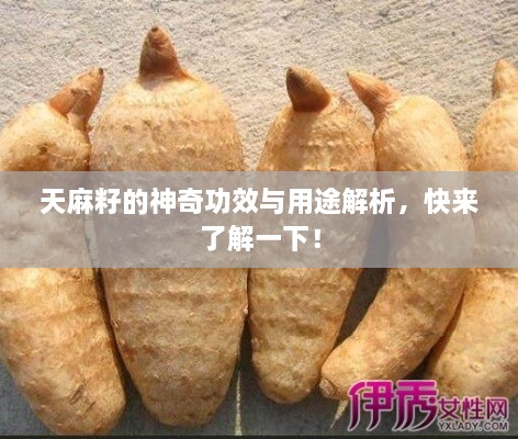 天麻籽的神奇功效與用途解析，快來(lái)了解一下！