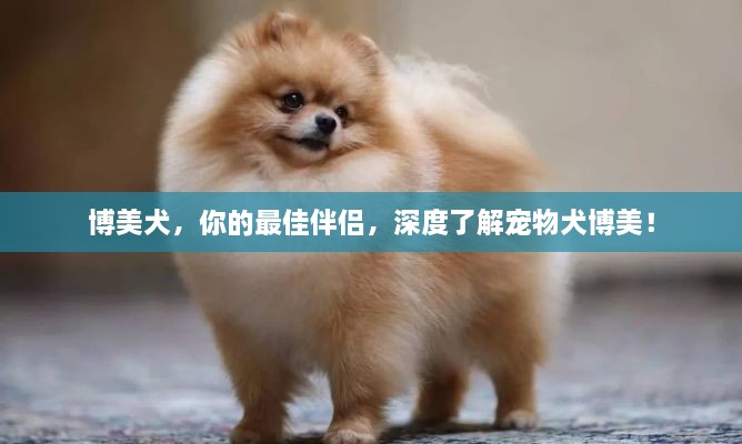 博美犬，你的最佳伴侶，深度了解寵物犬博美！