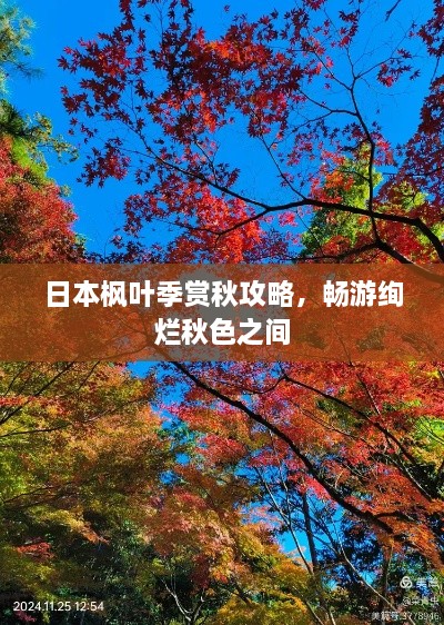 日本楓葉季賞秋攻略，暢游絢爛秋色之間