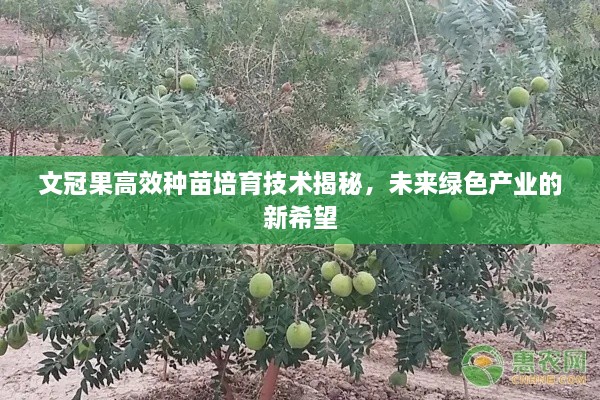 文冠果高效種苗培育技術(shù)揭秘，未來綠色產(chǎn)業(yè)的新希望