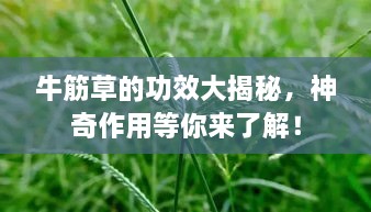 牛筋草的功效大揭秘，神奇作用等你來了解！