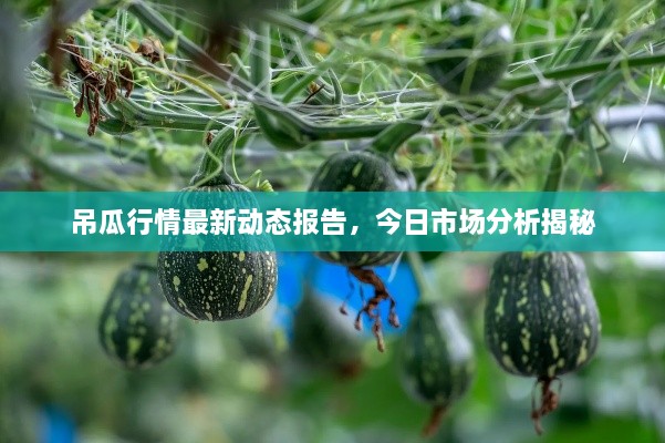 吊瓜行情最新動態(tài)報告，今日市場分析揭秘