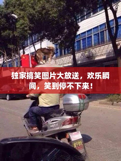 獨家搞笑圖片大放送，歡樂瞬間，笑到停不下來！