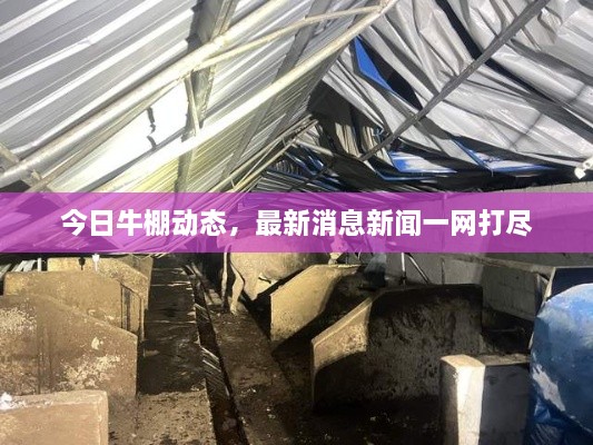 今日牛棚動(dòng)態(tài)，最新消息新聞一網(wǎng)打盡