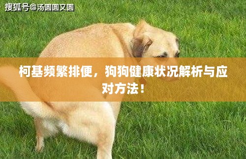 柯基頻繁排便，狗狗健康狀況解析與應(yīng)對(duì)方法！