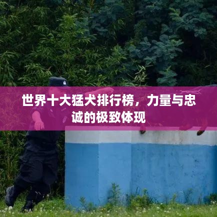 世界十大猛犬排行榜，力量與忠誠(chéng)的極致體現(xiàn)